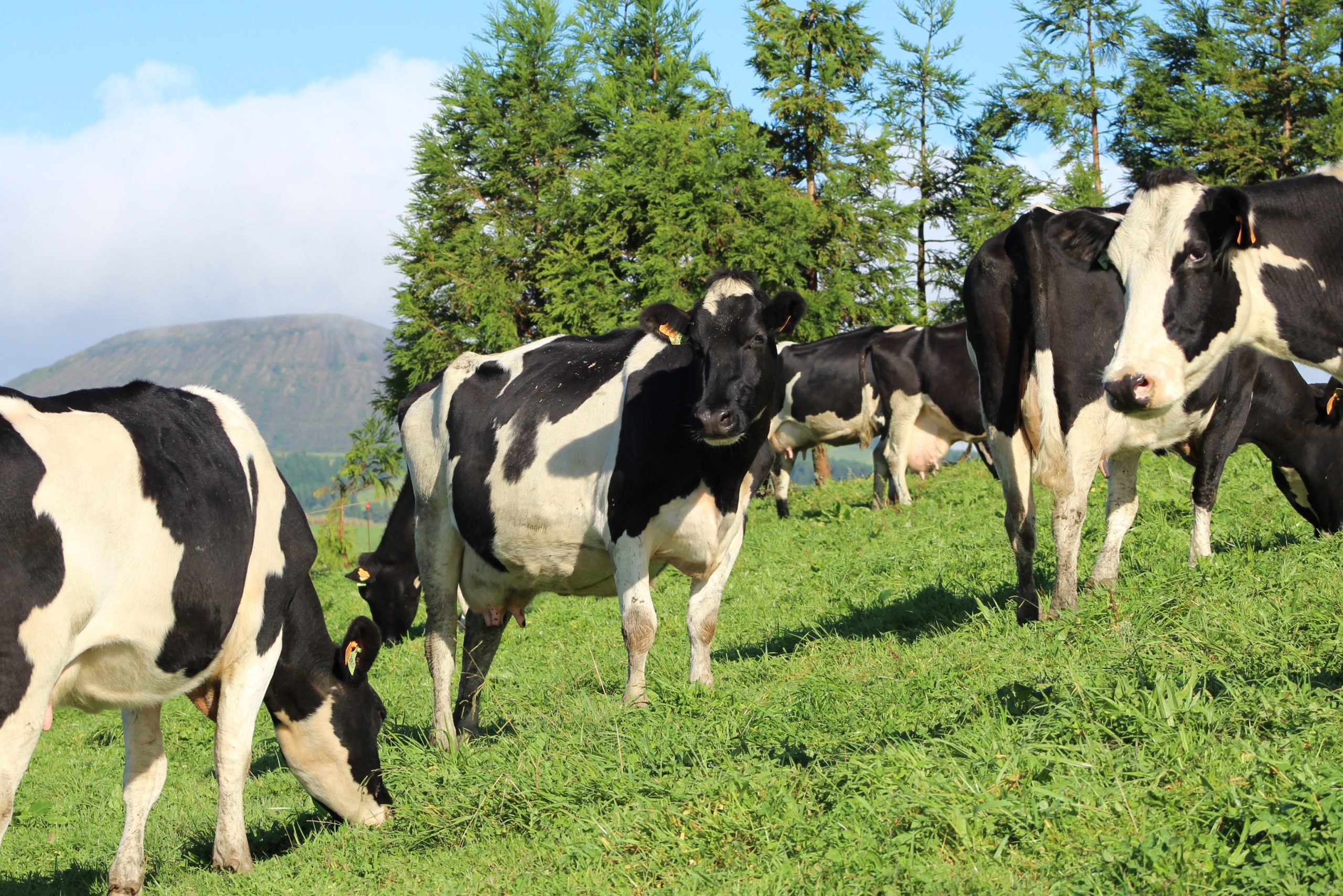 As vacas que produzem o nosso leite