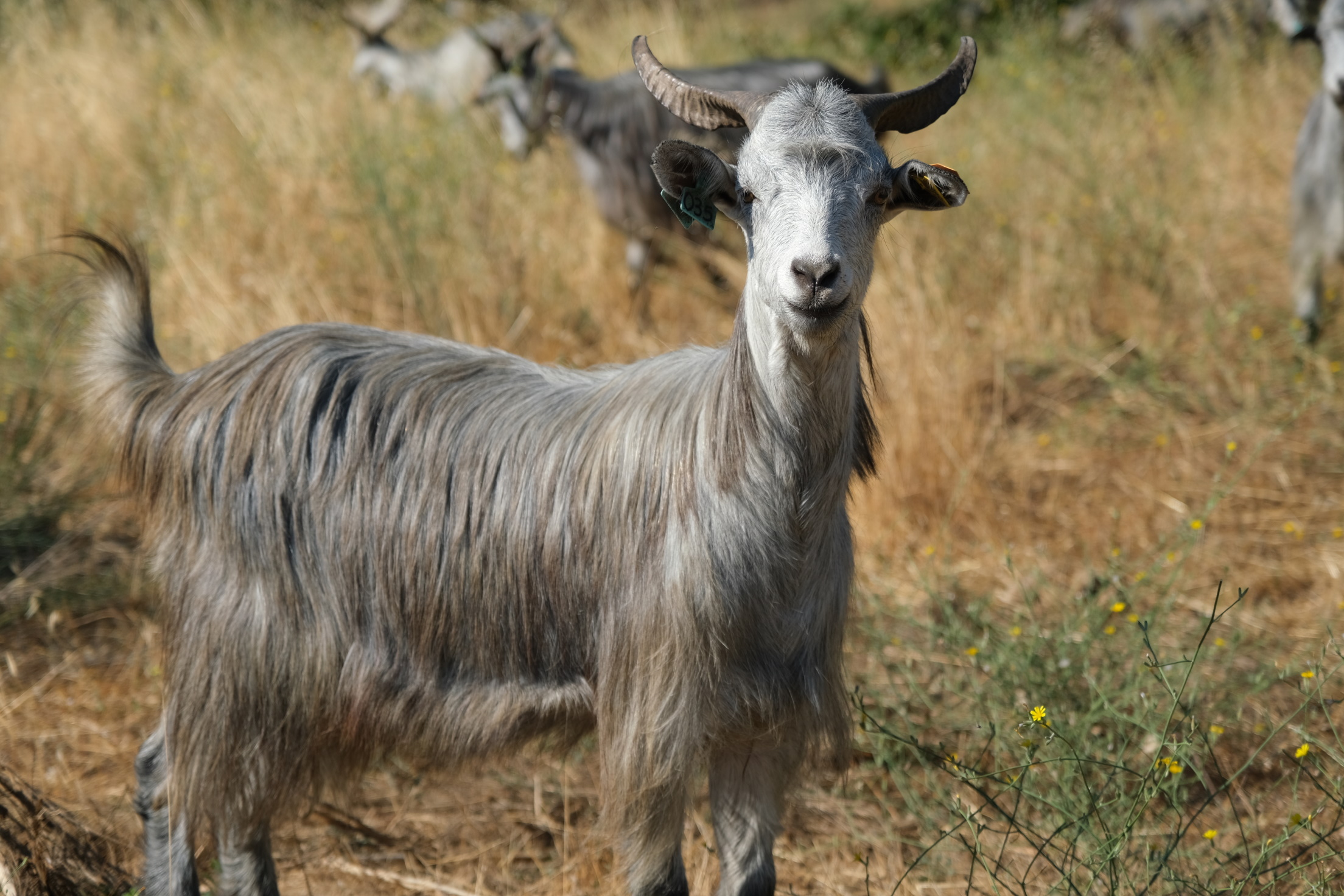 SANDOCHAS & Cia.: - Túberas ou silarcas (Alentejo)