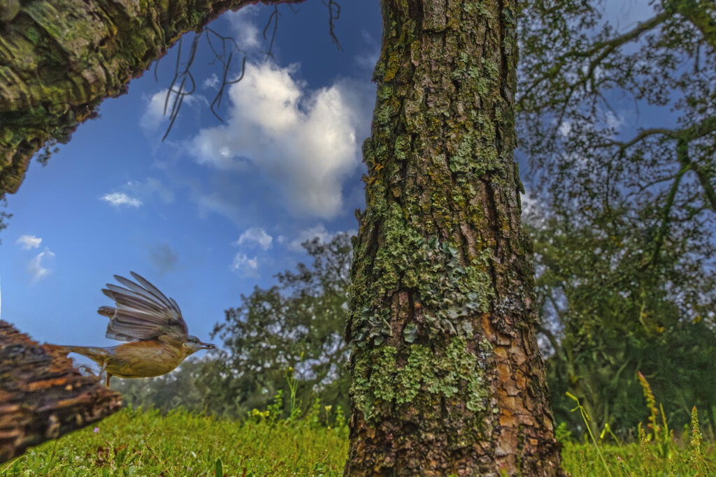 BARREIRO NATURAL — ONDE A CIDADE ABRAÇA A NATUREZA